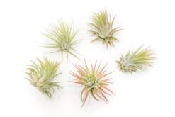 Large Tillandsia Ionantha Rubra Air Plants -Air Plant Supply Store Tillandsia Air Plant Ionantha Rubra 1 1