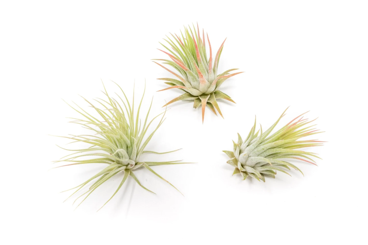 SALE - Tillandsia Ionantha Rubra Air Plants - Set Of 10 Or 20 - 40% Off 2 SALE - Tillandsia Ionantha Rubra Air Plants - Set Of 10 Or 20 - 40% Off - Image 2