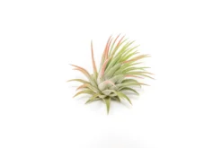 SALE - Tillandsia Ionantha Rubra Air Plants - Set Of 10 Or 20 - 40% Off 6 SALE - Tillandsia Ionantha Rubra Air Plants - Set Of 10 Or 20 - 40% Off -Air Plant Supply Store Tillandsia Air Plant Ionantha Rubra 3 scaled