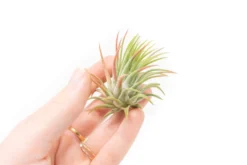 SALE - Tillandsia Ionantha Rubra Air Plants - Set Of 10 Or 20 - 40% Off 7 SALE - Tillandsia Ionantha Rubra Air Plants - Set Of 10 Or 20 - 40% Off -Air Plant Supply Store Tillandsia Air Plant Ionantha Rubra 4 scaled