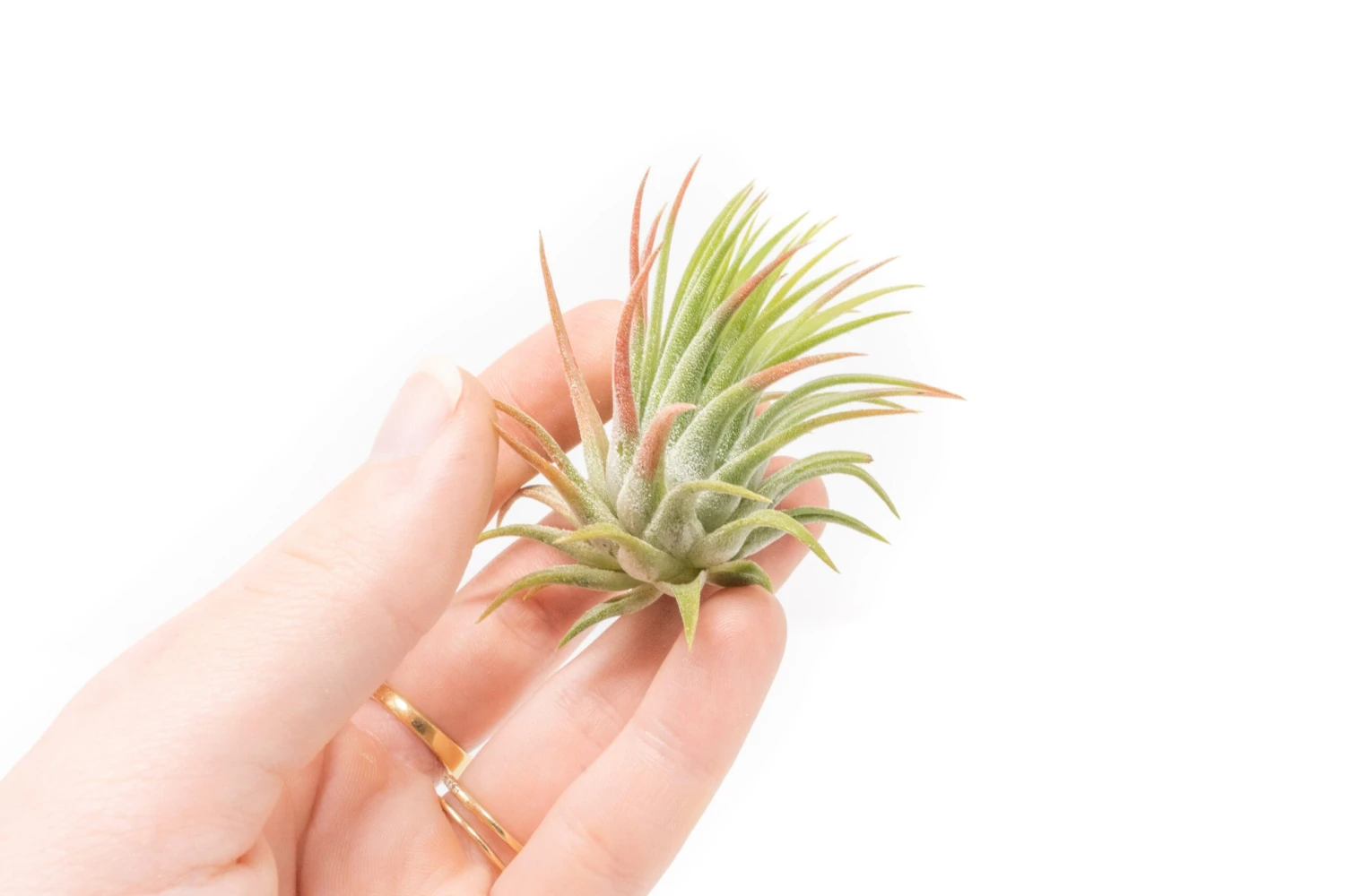 SALE - Tillandsia Ionantha Rubra Air Plants - Set Of 10 Or 20 - 40% Off 4 SALE - Tillandsia Ionantha Rubra Air Plants - Set Of 10 Or 20 - 40% Off - Image 4