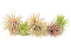 XL Tillandsia Ionantha Rubra Air Plants 6 XL Tillandsia Ionantha Rubra Air Plants -Air Plant Supply Store Tillandsia Air Plant Ionantha Rubra XL 1 7c045262 f057 4e05 b55b b62b12200938 scaled