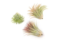 SALE - Large Tillandsia Ionantha Rubra Air Plants - Set Of 10 Or 20 - 40% Off 9 SALE - Large Tillandsia Ionantha Rubra Air Plants - Set Of 10 Or 20 - 40% Off -Air Plant Supply Store Tillandsia Air Plant Ionantha Rubra XL 2 scaled
