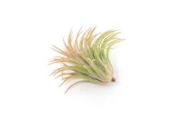 SALE - Large Tillandsia Ionantha Rubra Air Plants - Set Of 10 Or 20 - 40% Off -Air Plant Supply Store Tillandsia Air Plant Ionantha Rubra XL 3 1