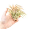 XL Tillandsia Ionantha Rubra Air Plants