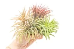 XL Tillandsia Ionantha Rubra Air Plants -Air Plant Supply Store Tillandsia Air Plant Ionantha Rubra XL 5 f698e82e 3939 4efa abd6 ba8ff67cdf1f