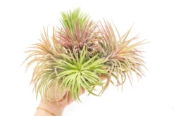 SALE - XL Tillandsia Ionantha Rubra Air Plants - Set Of 10 Or 20 - 40% Off -Air Plant Supply Store Tillandsia Air Plant Ionantha Rubra XL 6 scaled