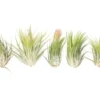 SALE - XL Tillandsia Ionantha Scaposa - Set Of 5 Or 10 - 30% Off