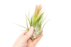 SALE - XL Tillandsia Ionantha Scaposa - Set Of 5 Or 10 - 30% Off -Air Plant Supply Store Tillandsia Air Plant Ionantha Scaposa XL 2 scaled