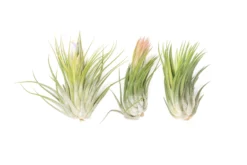 SALE - XL Tillandsia Ionantha Scaposa - Set Of 5 Or 10 - 30% Off -Air Plant Supply Store Tillandsia Air Plant Ionantha Scaposa XL 3 scaled