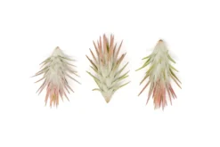 [IN BLUSH NOW!] Tillandsia Ionantha Vanhyningii Air Plant -Air Plant Supply Store Tillandsia Air Plant Ionantha Vanhyningii 2 scaled