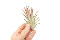 [IN BLUSH NOW!] Tillandsia Ionantha Vanhyningii Air Plant