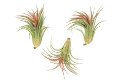 TIllandsia Ionantha Brachycaulos X Ionantha 'Victoriana' Air Plants -Air Plant Supply Store Tillandsia Air Plant Ionantha Victoriana 2 449f6d93 2fd9 4751 ac08 b78d728351ea scaled