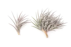 [IN BLUSH NOW!] Purple Tillandsia Jonesii Air Plant -Air Plant Supply Store Tillandsia Air Plant Jonesii 2 scaled