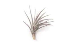 [IN BLUSH NOW!] Purple Tillandsia Jonesii Air Plant -Air Plant Supply Store Tillandsia Air Plant Jonesii 3