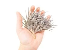 [IN BLUSH NOW!] Purple Tillandsia Jonesii Air Plant -Air Plant Supply Store Tillandsia Air Plant Jonesii Clump 1