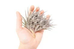 [IN BLUSH NOW!] Purple Tillandsia Jonesii Air Plant -Air Plant Supply Store Tillandsia Air Plant Jonesii Clump 1 scaled