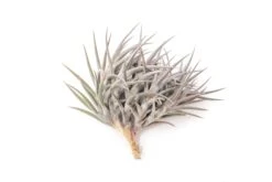 [IN BLUSH NOW!] Purple Tillandsia Jonesii Air Plant -Air Plant Supply Store Tillandsia Air Plant Jonesii Clump 2