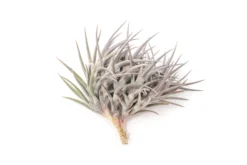 [IN BLUSH NOW!] Purple Tillandsia Jonesii Air Plant -Air Plant Supply Store Tillandsia Air Plant Jonesii Clump 2 scaled