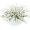 Giant Tillandsia Tectorum Ecuador Air Plants