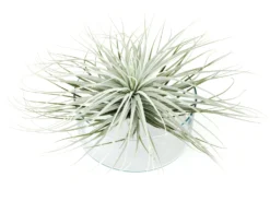 Giant Tillandsia Tectorum Ecuador Air Plants