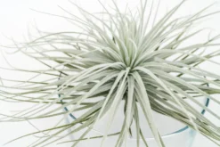 Giant Tillandsia Tectorum Ecuador Air Plants -Air Plant Supply Store Tillandsia Air Plant Jumbo Tectorum 6 fcf6537f ac00 4950 b43a 7323fc4f497f scaled