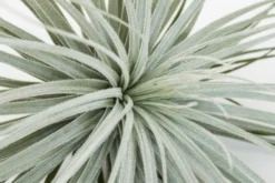 Giant Tillandsia Tectorum Ecuador Air Plants -Air Plant Supply Store Tillandsia Air Plant Jumbo Tectorum 8 e27731b2 61fd 4ce4 bf47 27d9000a37d4 scaled
