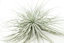 Giant Tillandsia Tectorum Ecuador Air Plants -Air Plant Supply Store Tillandsia Air Plant Jumbo Tectorum 9 79ffb3e4 7e46 46b1 bc45 20d429b0d586 scaled