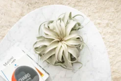 Spectacular Jumbo Tillandsia Xerographica / 8+ Inches Wide -Air Plant Supply Store Tillandsia Air Plant Jumbo Xerographica 5 min scaled