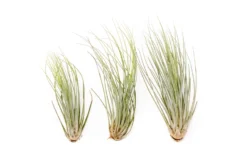 Large Tillandsia Juncea - Set Of 10, 15 Or 20 Air Plants - 50% Off -Air Plant Supply Store Tillandsia Air Plant Juncea 2 scaled