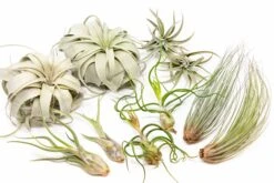 Large Tillandsia Air Plant Variety - Set Of 10, 15, Or 20 - 40% Off