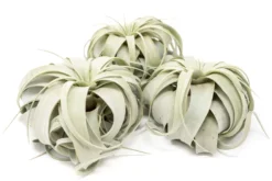 Large Tillandsia Xerographica / 6-8 Inches Wide -Air Plant Supply Store Tillandsia Air Plant Large Xerographica scaled