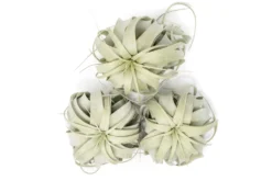 Large Tillandsia Xerographica / 6-8 Inches Wide -Air Plant Supply Store Tillandsia Air Plant Large Xerographica 2 scaled