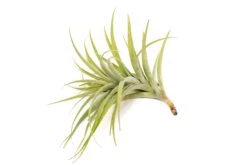 Tillandsia Latifolia Air Plants 4 Tillandsia Latifolia Air Plants -Air Plant Supply Store Tillandsia Air Plant Latifolia 1