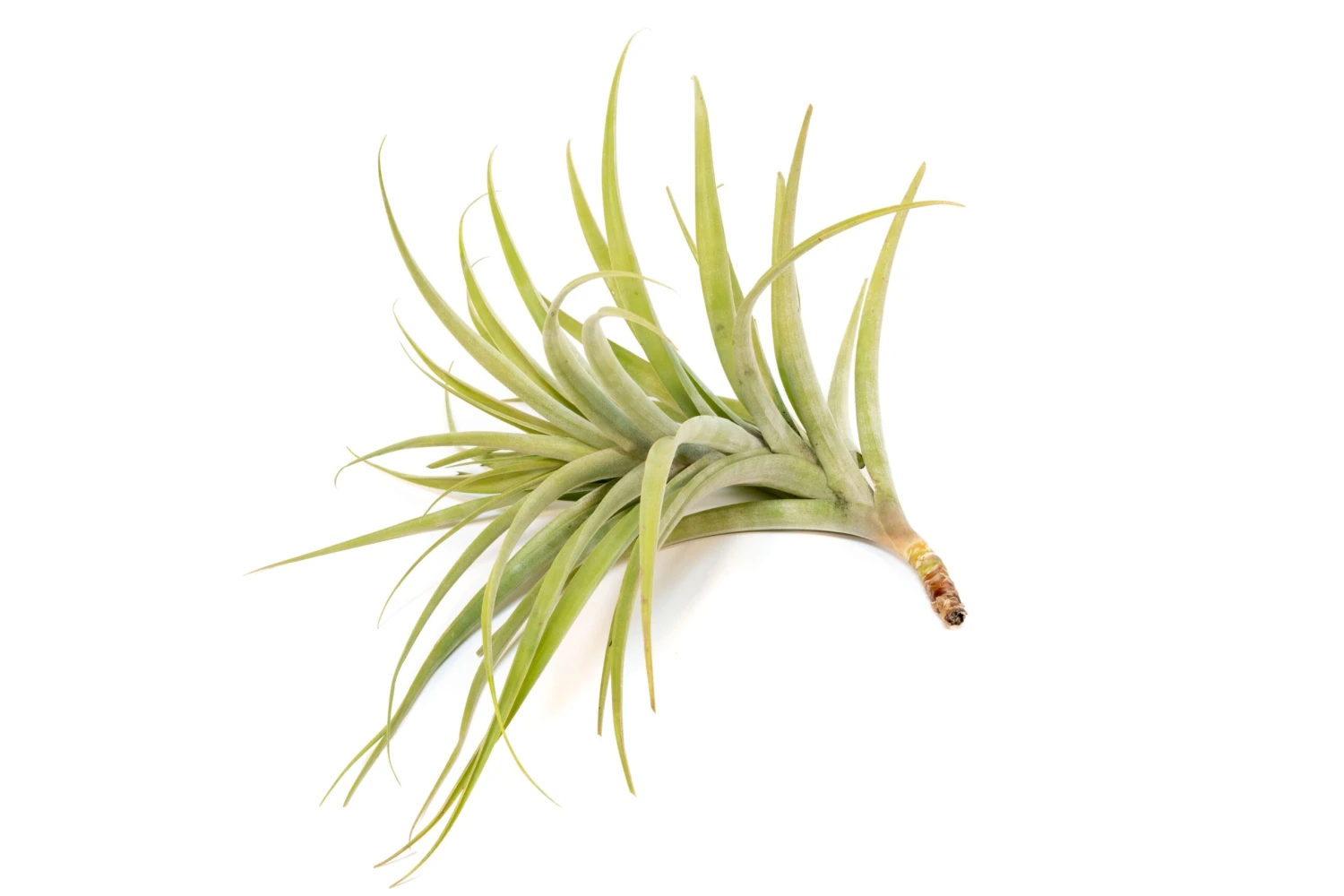 Tillandsia Latifolia Air Plants 2 Tillandsia Latifolia Air Plants - Image 2