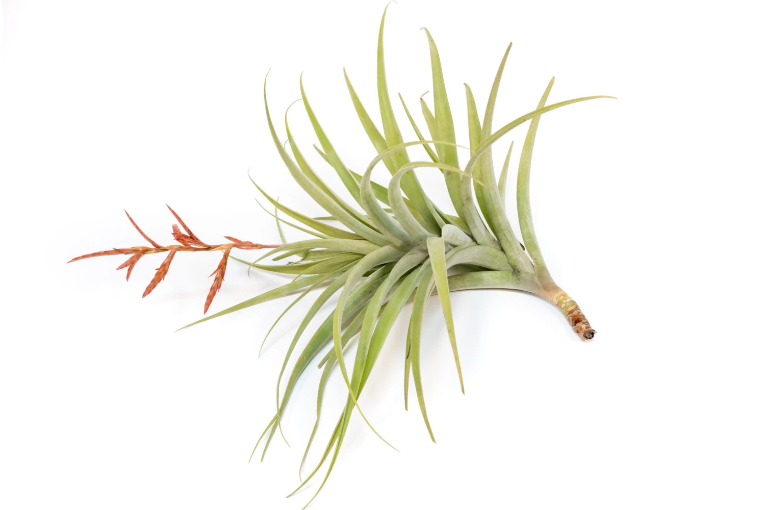 Tillandsia Latifolia Air Plants 1 Tillandsia Latifolia Air Plants