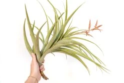 Tillandsia Latifolia Air Plants 5 Tillandsia Latifolia Air Plants -Air Plant Supply Store Tillandsia Air Plant Latifolia 5 1