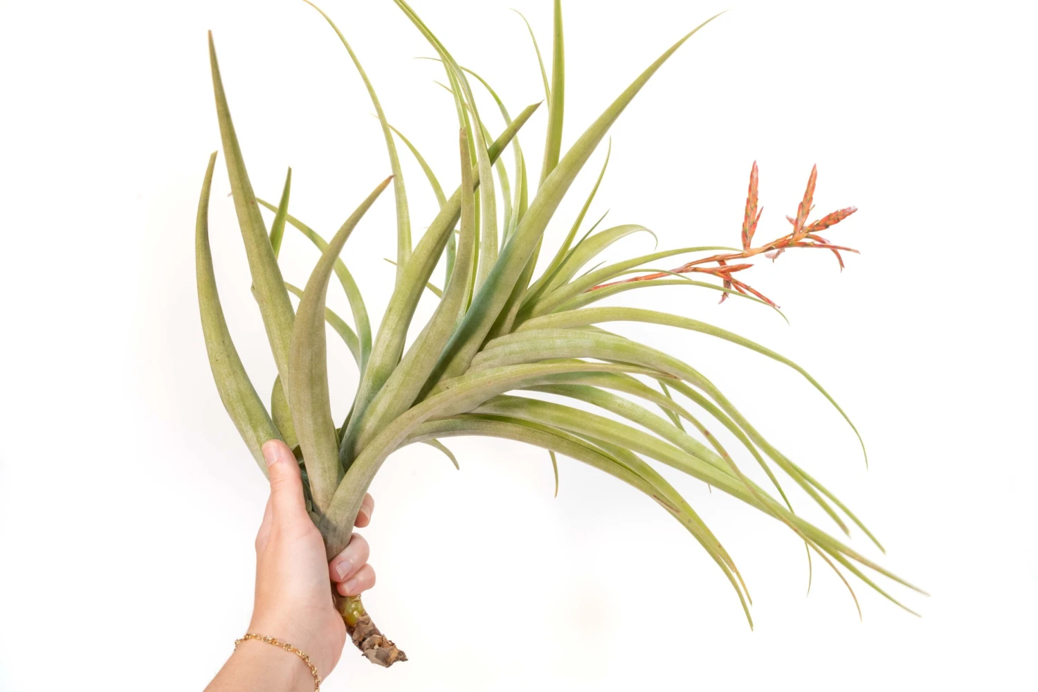 Tillandsia Latifolia Air Plants 3 Tillandsia Latifolia Air Plants - Image 3