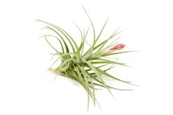 Tillandsia Leonamiana Air Plant -Air Plant Supply Store Tillandsia Air Plant Leonamiana Florida 1 1