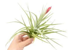 Tillandsia Leonamiana Air Plant