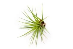 SALE - Tillandsia Melanocrater Tricolor Air Plants - Set Of 10, 20 Or 30 - 70% Off -Air Plant Supply Store Tillandsia Air Plant Melanocrater 1 39ce19de 85d1 46b3 9ab5 8ac0ed9b1079