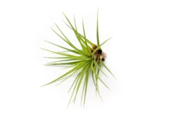 Collector's Choice Collection Of Tillandsia Air Plants -Air Plant Supply Store Tillandsia Air Plant Melanocrater 1 a2df42d9 05e4 4a21 9c03 a9eb881fad8c scaled
