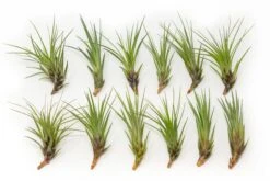 SALE - Tillandsia Melanocrater Tricolor Air Plants - Set Of 10, 20 Or 30 - 70% Off -Air Plant Supply Store Tillandsia Air Plant Melanocrater 6