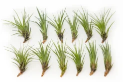 SALE - Tillandsia Melanocrater Tricolor Air Plants - Set Of 10, 20 Or 30 - 70% Off -Air Plant Supply Store Tillandsia Air Plant Melanocrater 6 scaled