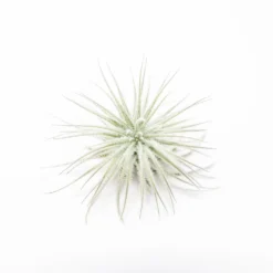 3 Tillandsia Tectorum Ecuador Air Plants For $12 -Air Plant Supply Store Tillandsia Air Plant Mini Tectorum 2 scaled