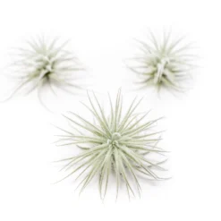 3 Tillandsia Tectorum Ecuador Air Plants For $12