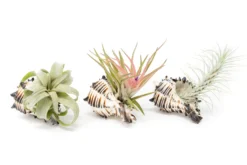 Black Murex Seashell With Assorted Tillandsia Air Plant