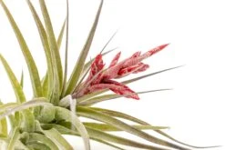 [IN BLOOM NOW!] Tillandsia Murorum Air Plant -Air Plant Supply Store Tillandsia Air Plant Murorum 2