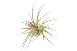 [IN BLOOM NOW!] Tillandsia Murorum Air Plant -Air Plant Supply Store Tillandsia Air Plant Murorum 4