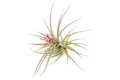 [IN BLOOM NOW!] Tillandsia Murorum Air Plant -Air Plant Supply Store Tillandsia Air Plant Murorum 4 scaled
